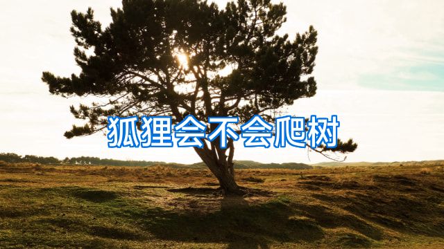 狐狸会不会爬树