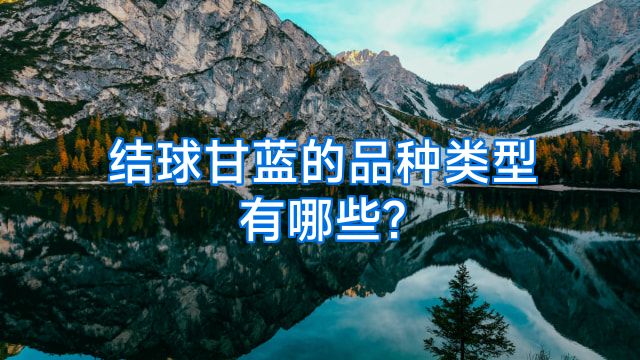 结球甘蓝的品种类型有哪些?