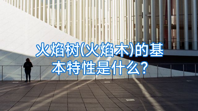 火焰树(火焰木)的基本特性是什么?