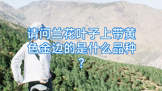 请问兰花叶子上带黄色金边的是什么品种?