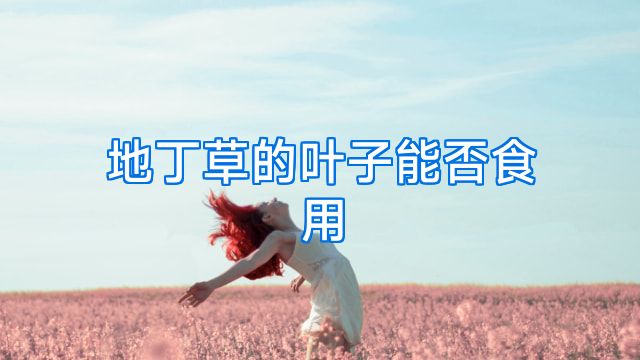 地丁草的叶子能否食用