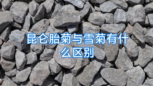 昆仑胎菊与雪菊有什么区别