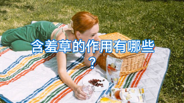 含羞草的作用有哪些?
