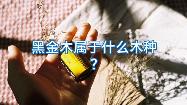 黑金木属于什么木种?