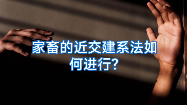 家畜的近交建系法如何进行?