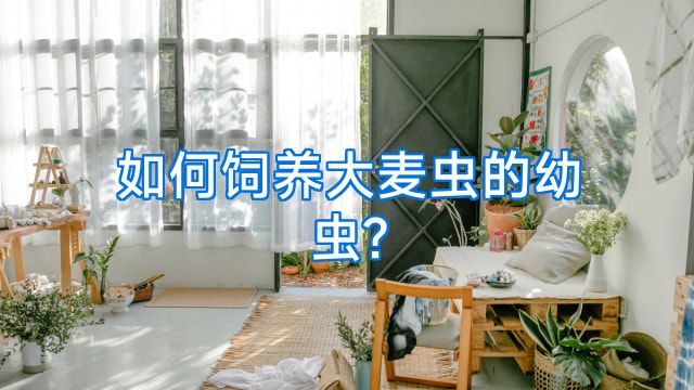 如何饲养大麦虫的幼虫?