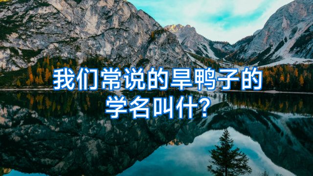 我们常说的旱鸭子的学名叫什?