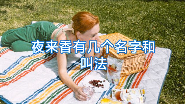 夜来香有几个名字和叫法