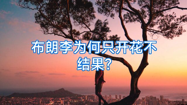 布朗李为何只开花不结果?