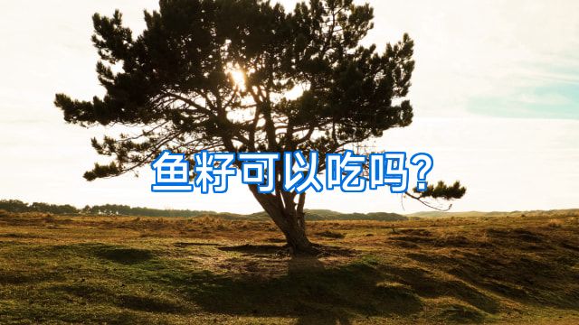 鱼籽可以吃吗?