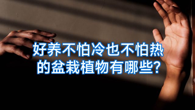 好养不怕冷也不怕热的盆栽植物有哪些?