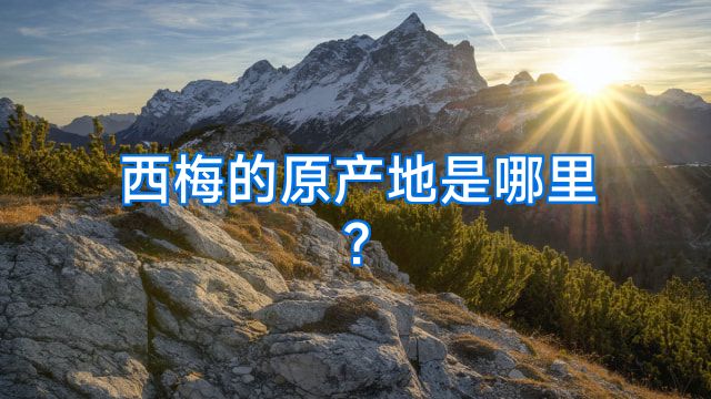 西梅的原产地是哪里?