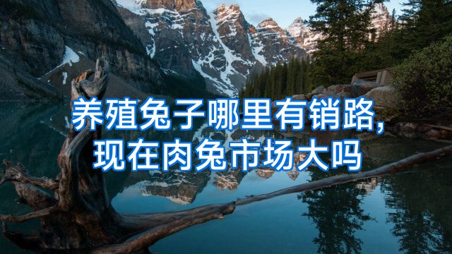 养殖兔子哪里有销路,现在肉兔市场大吗