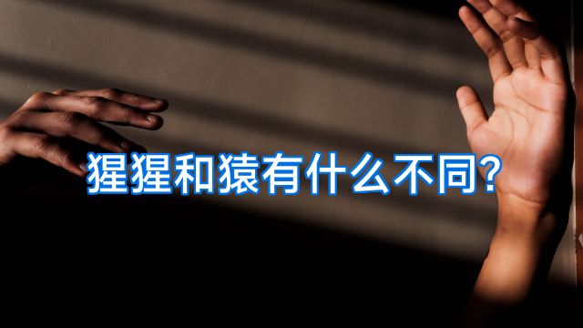 猩猩和猿有什么不同?