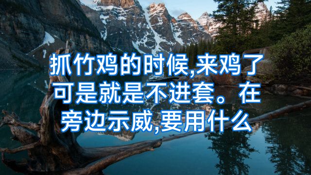 抓竹鸡的时候,来鸡了可是就是不进套。在旁边示威,要用什么