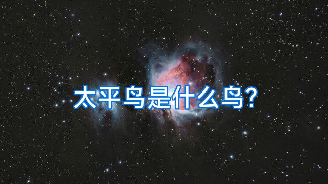太平鸟是什么鸟?