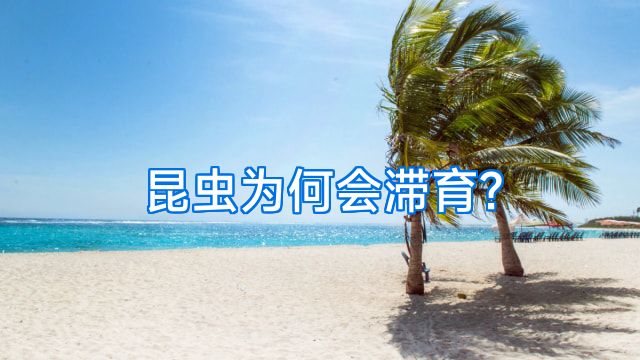 昆虫为何会滞育?