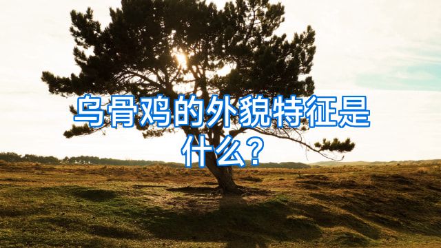 乌骨鸡的外貌特征是什么?