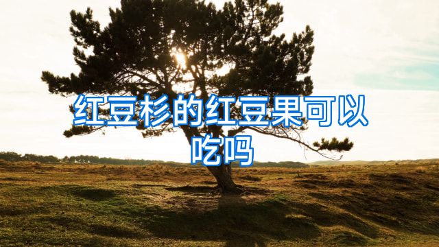 红豆杉的红豆果可以吃吗