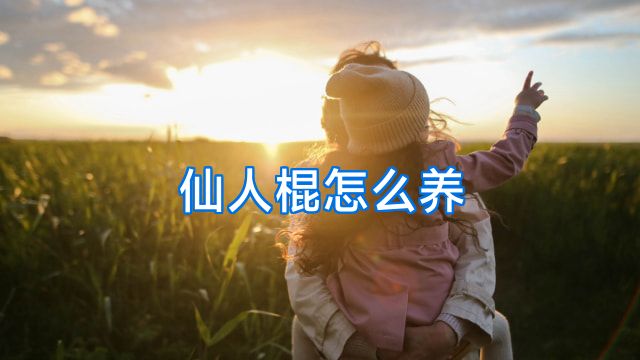仙人棍怎么养