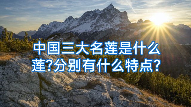 中国三大名莲是什么莲?分别有什么特点?