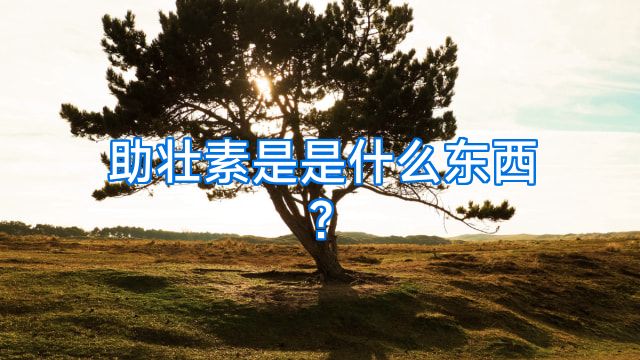 助壮素是是什么东西?