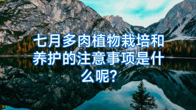 七月多肉植物栽培和养护的注意事项是什么呢?