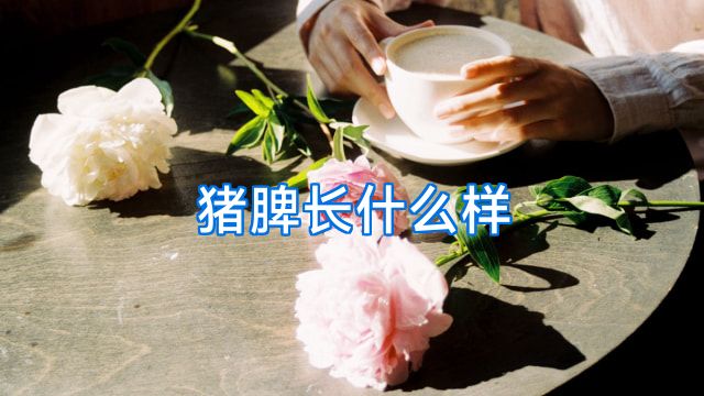 猪脾长什么样