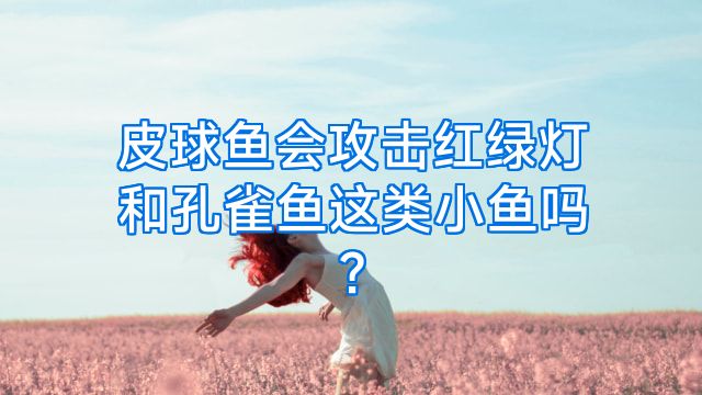皮球鱼会攻击红绿灯和孔雀鱼这类小鱼吗?