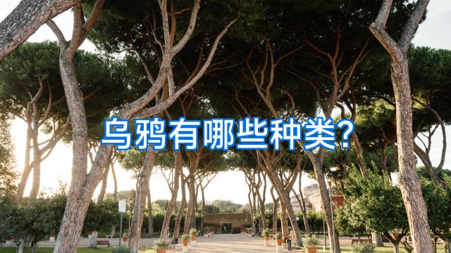 乌鸦有哪些种类?