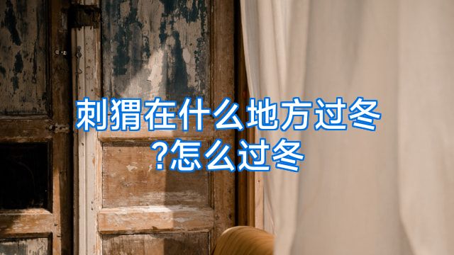 刺猬在什么地方过冬?怎么过冬