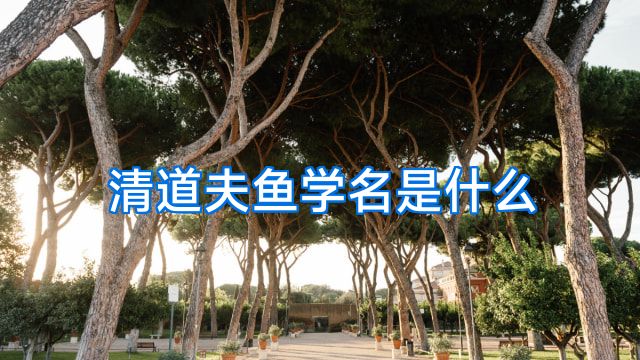 清道夫鱼学名是什么