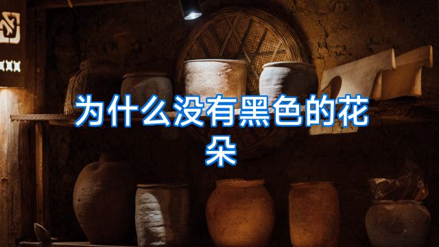 为什么没有黑色的花朵