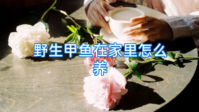 野生甲鱼在家里怎么养