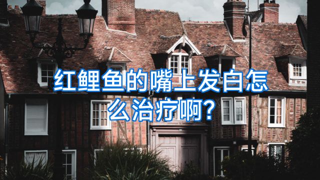 红鲤鱼的嘴上发白怎么治疗啊?
