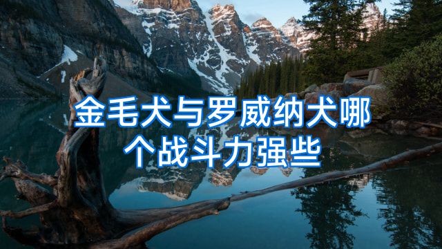 金毛犬与罗威纳犬哪个战斗力强些