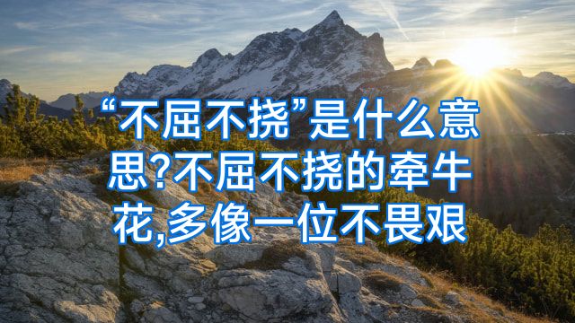 “不屈不挠”是什么意思?不屈不挠的牵牛花,多像一位不畏艰