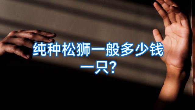 纯种松狮一般多少钱一只?